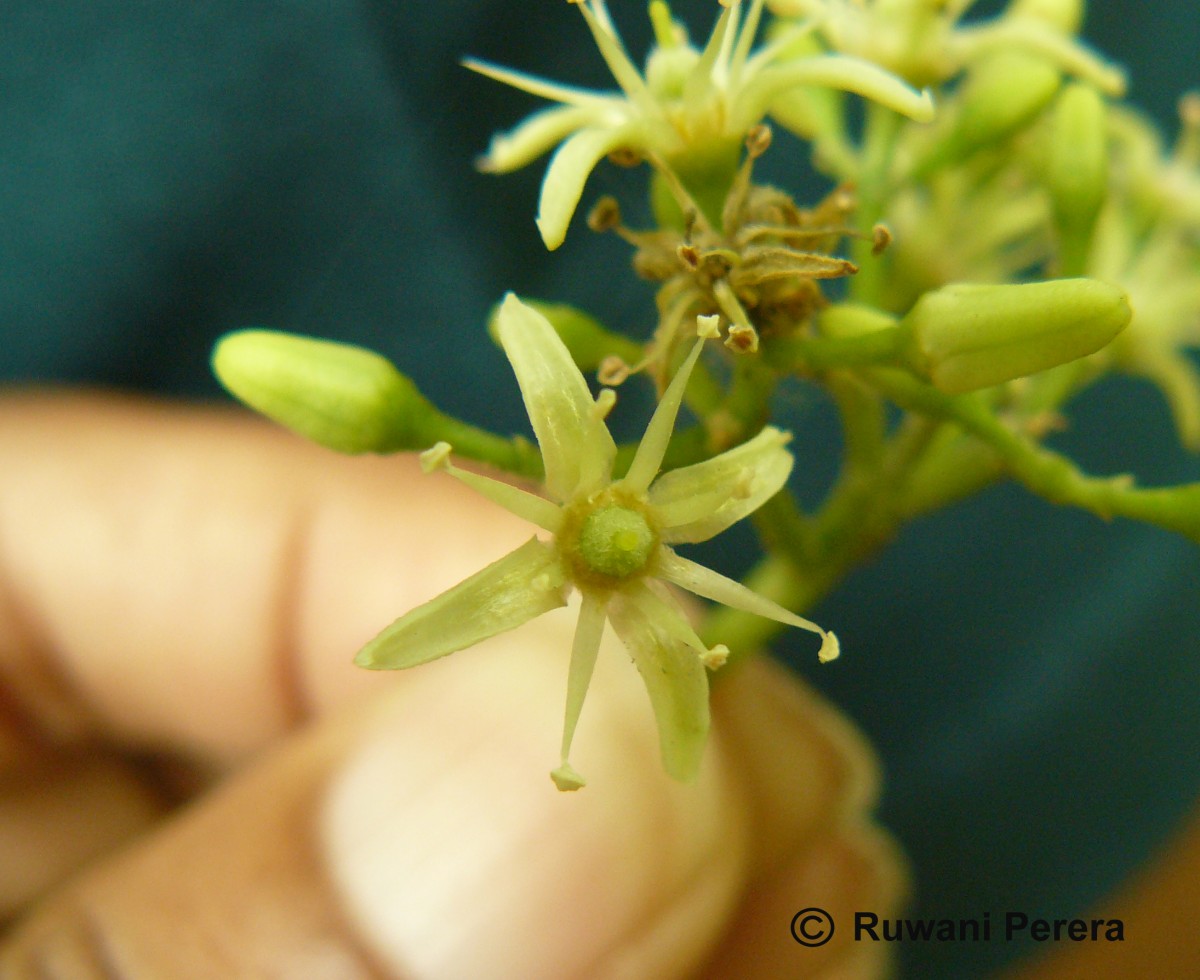 Acronychia pedunculata (L.) Miq.