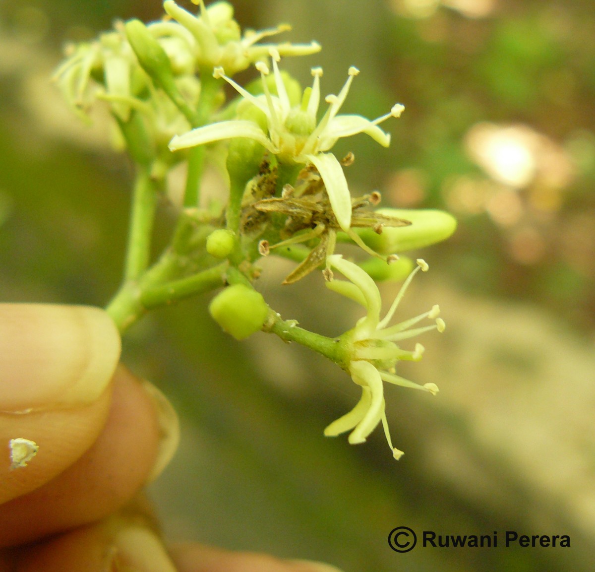 Acronychia pedunculata (L.) Miq.