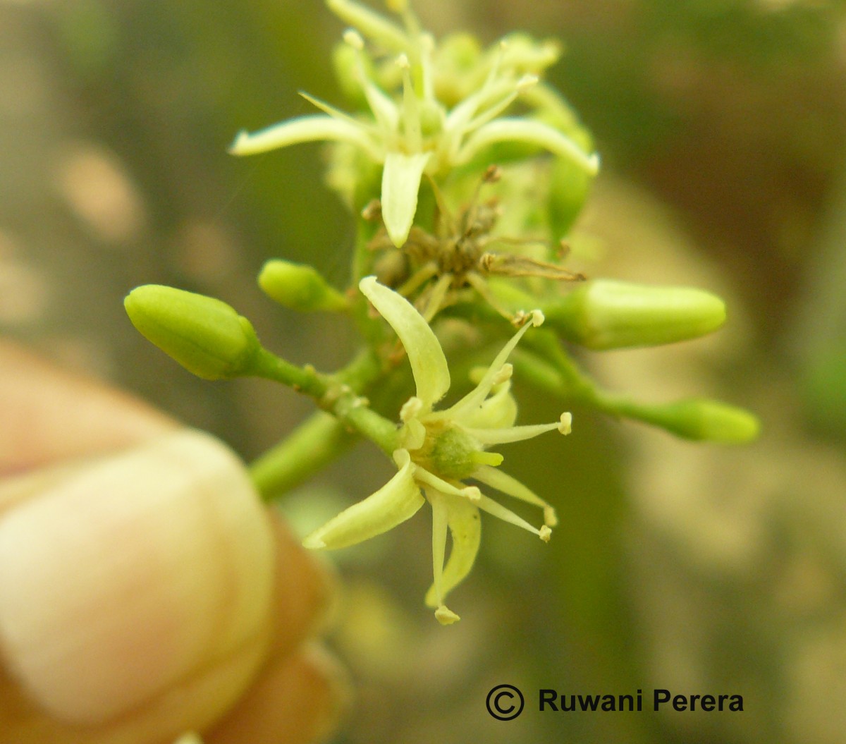 Acronychia pedunculata (L.) Miq.