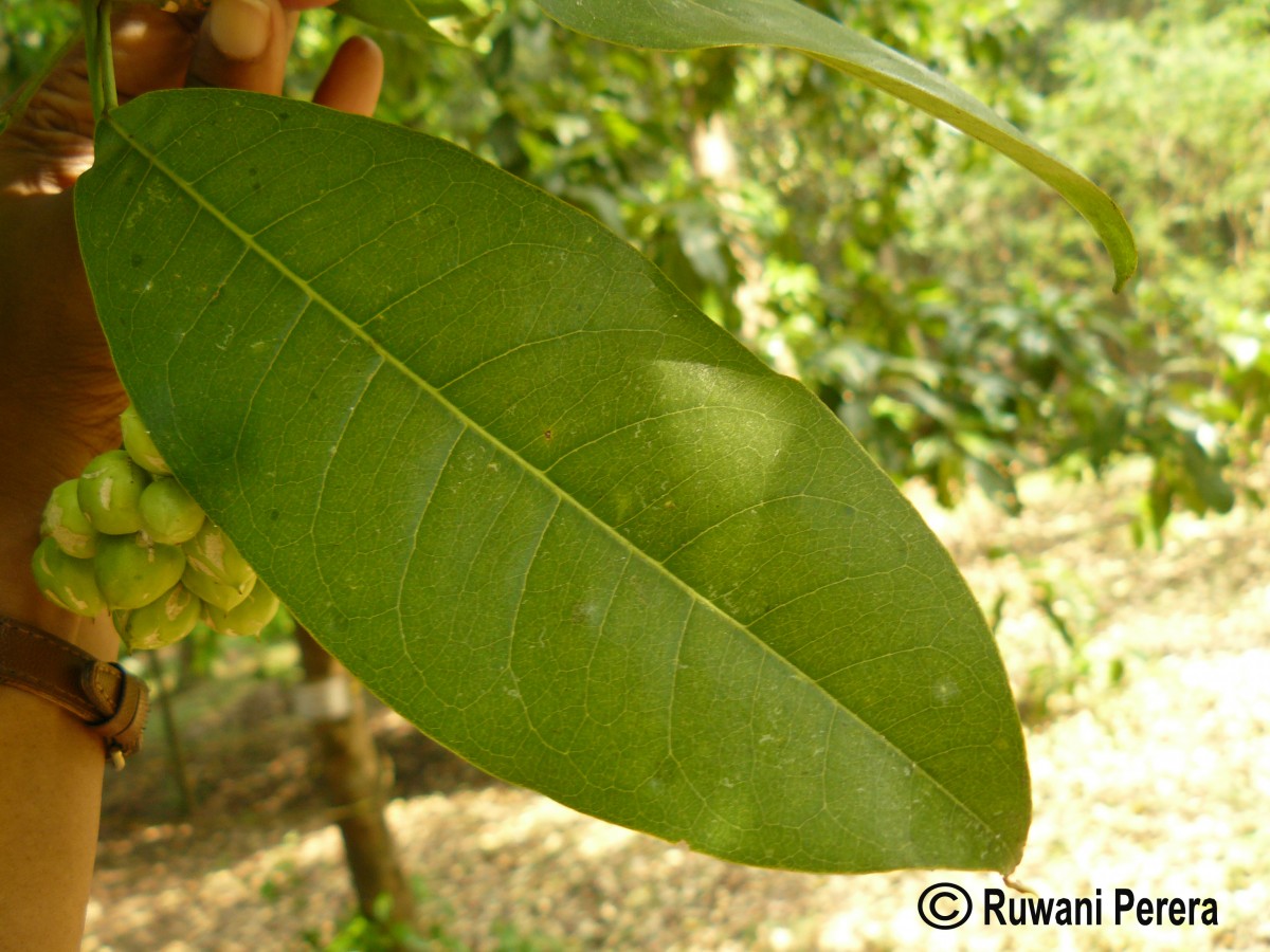 Acronychia pedunculata (L.) Miq.