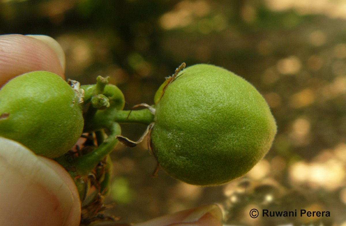 Acronychia pedunculata (L.) Miq.