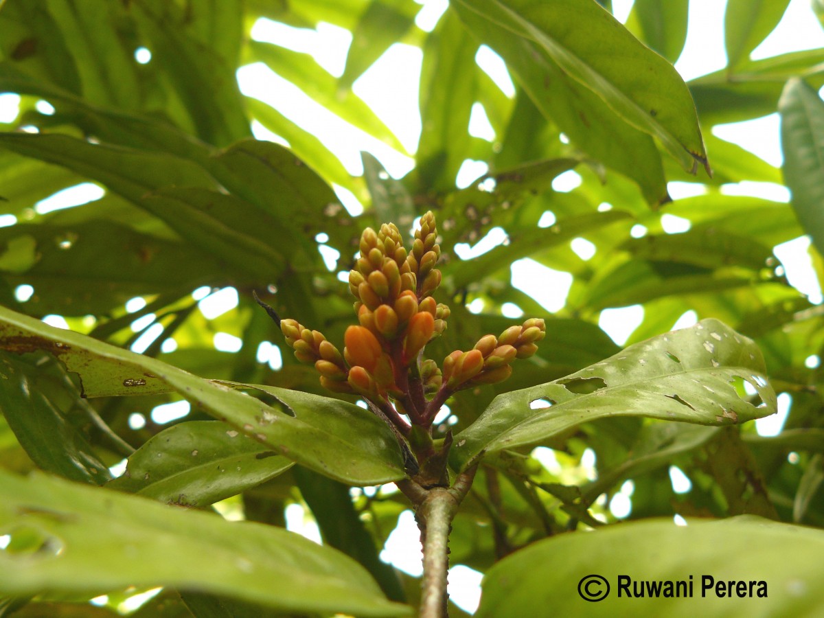 Saraca asoca (Roxb.) J.J.de Wilde