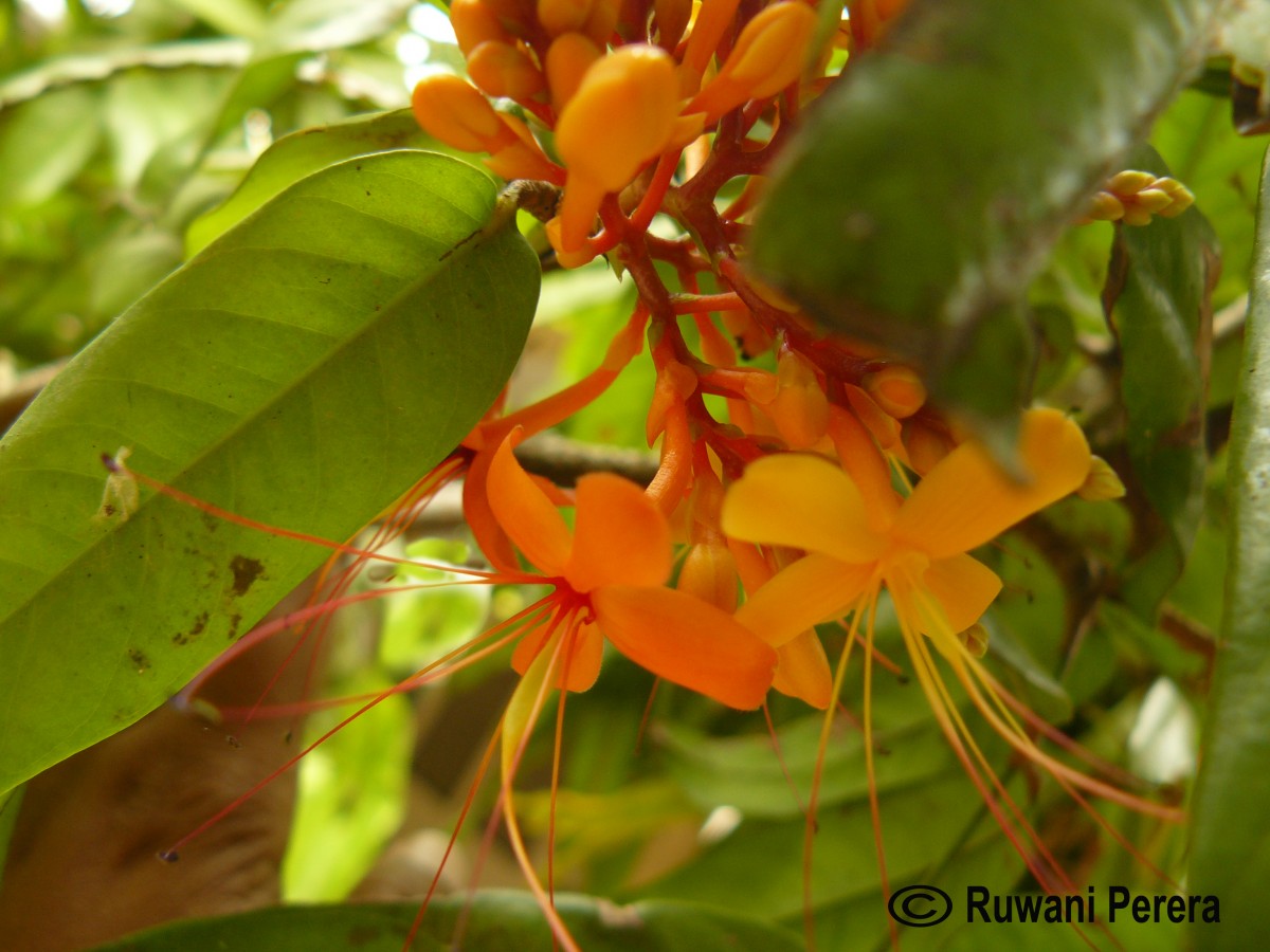 Saraca asoca (Roxb.) J.J.de Wilde