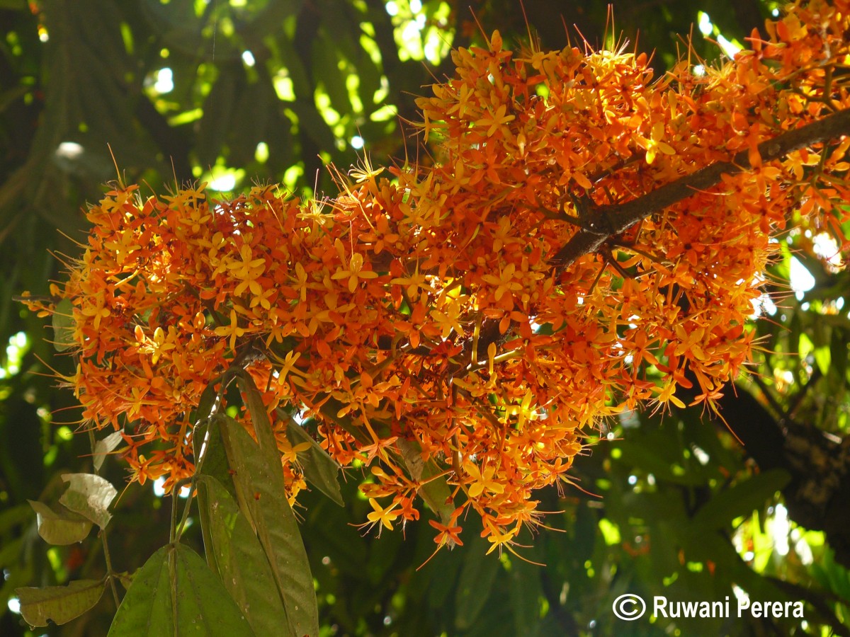 Saraca asoca (Roxb.) J.J.de Wilde