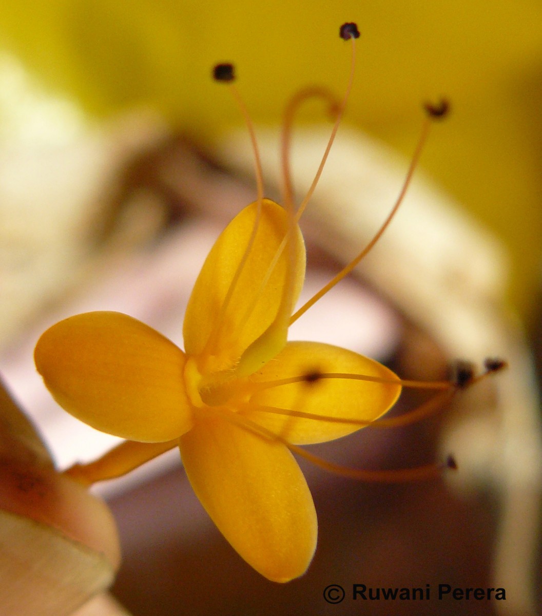 Saraca asoca (Roxb.) J.J.de Wilde