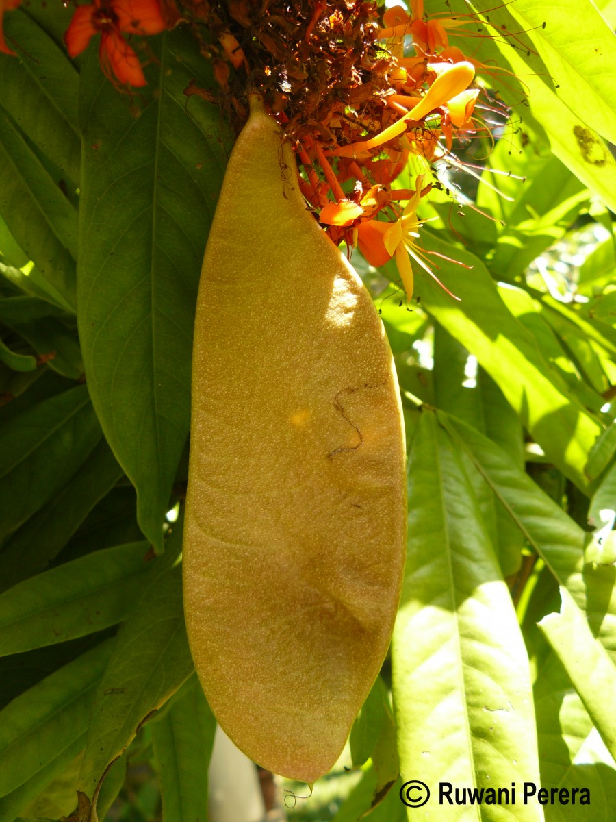 Saraca asoca (Roxb.) J.J.de Wilde