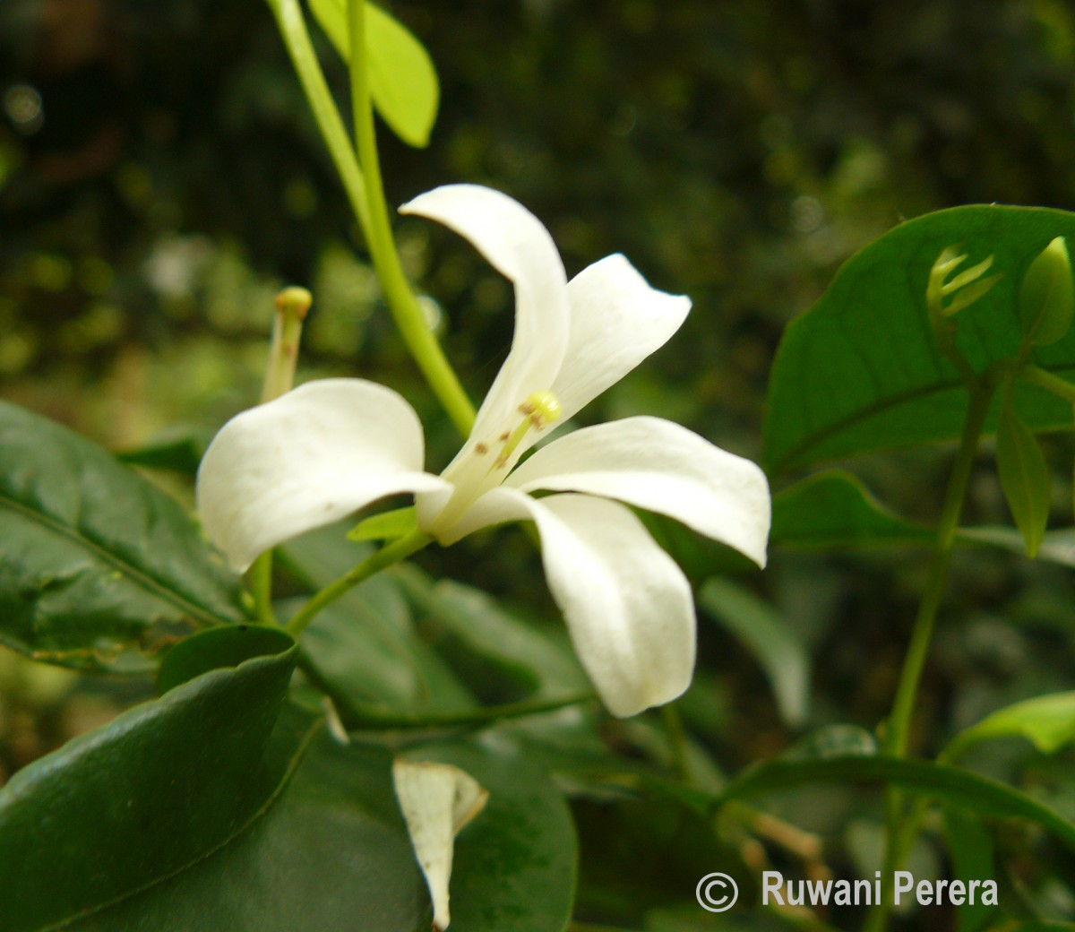 Murraya paniculata (L.) Jack