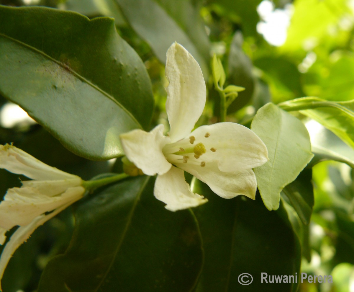 Murraya paniculata (L.) Jack