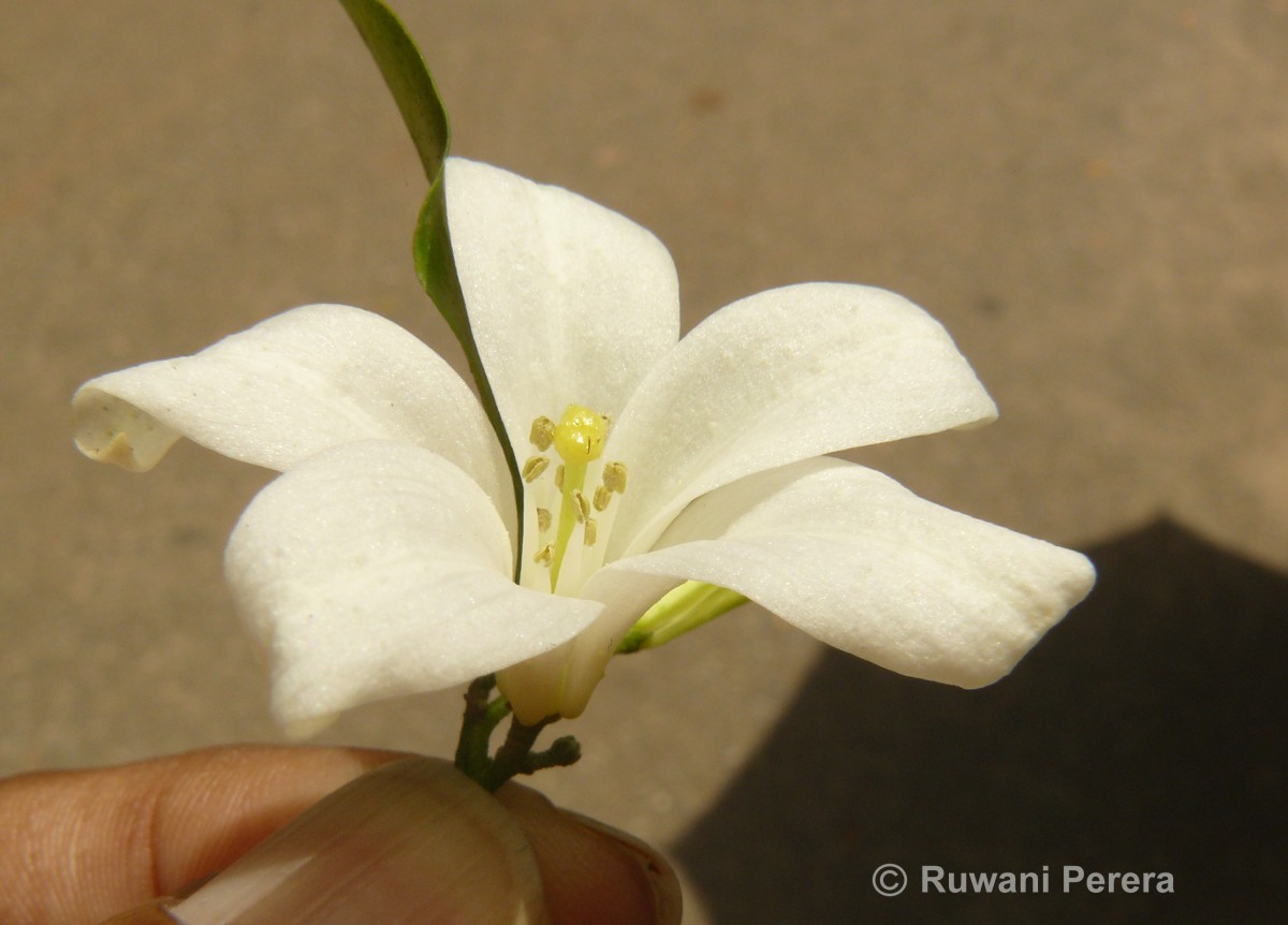 Murraya paniculata (L.) Jack