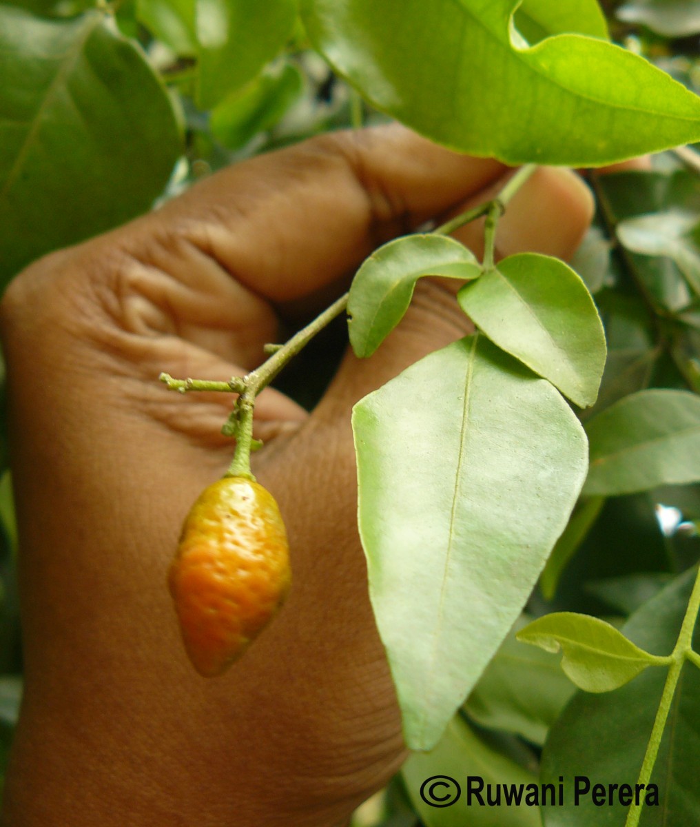 Murraya paniculata (L.) Jack