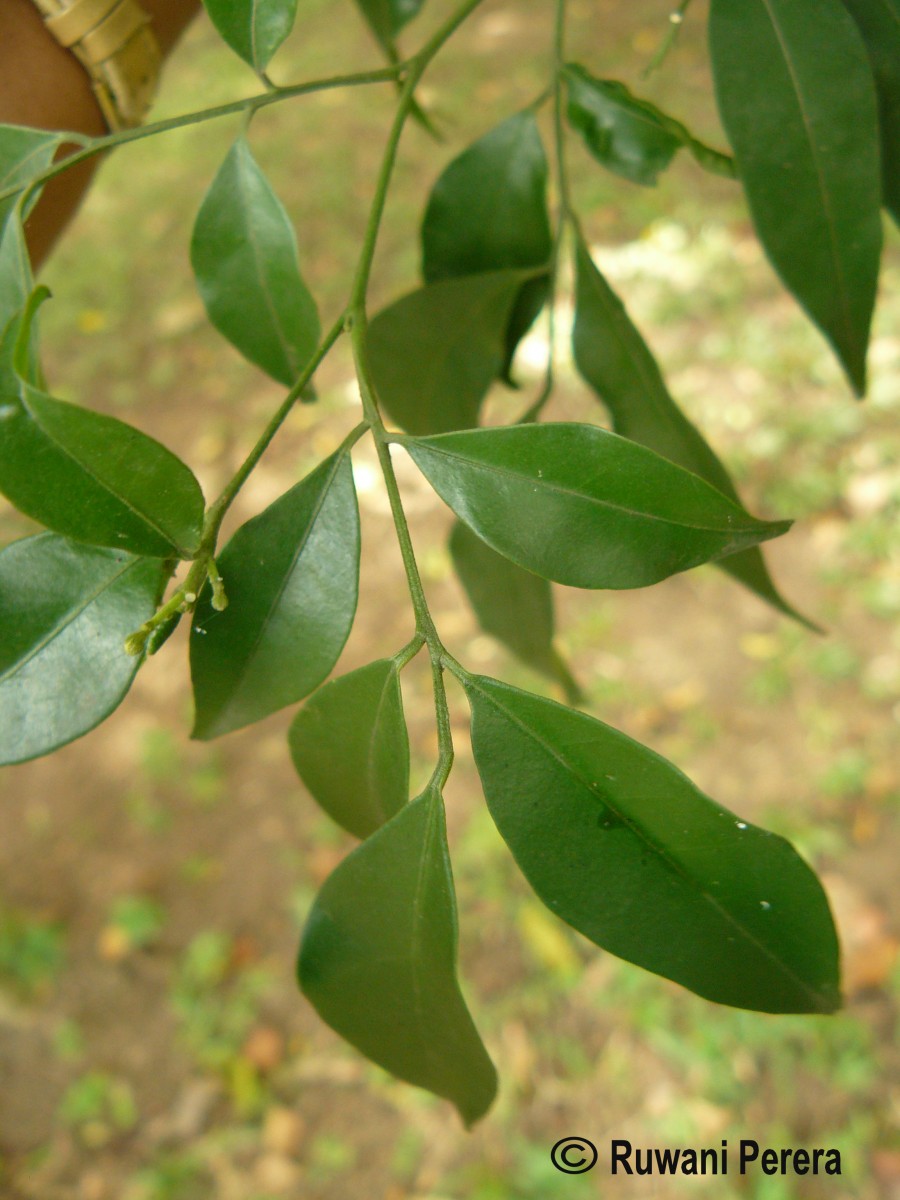 Murraya paniculata (L.) Jack