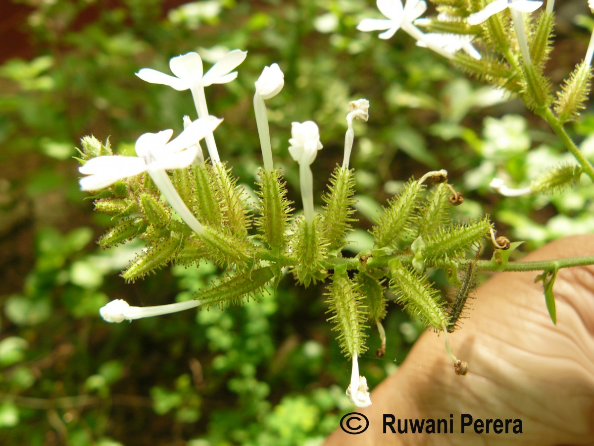 Plumbago zeylanica L.