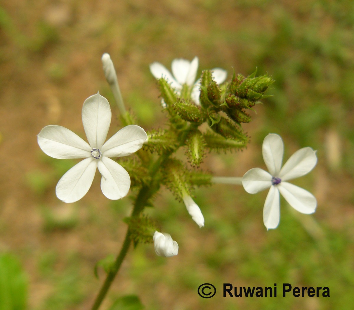 Plumbago zeylanica L.