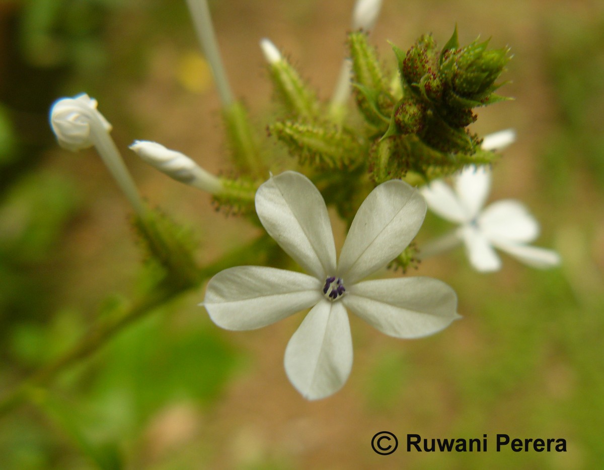 Plumbago zeylanica L.