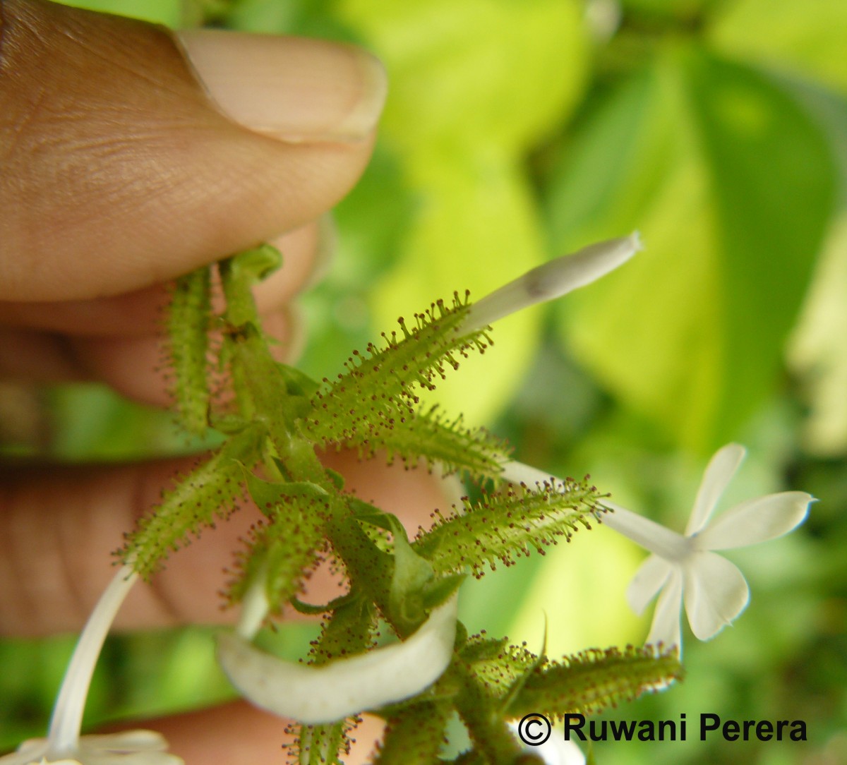 Plumbago zeylanica L.