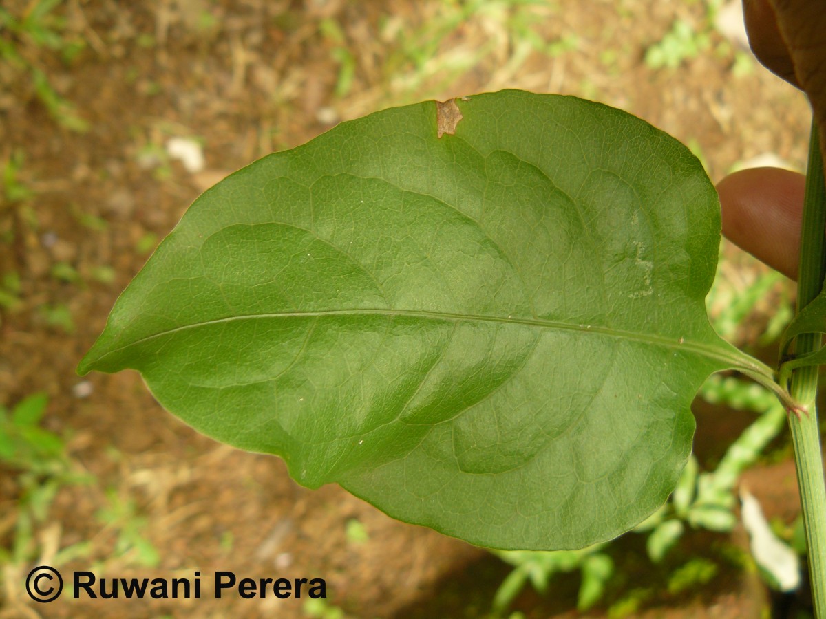 Plumbago zeylanica L.