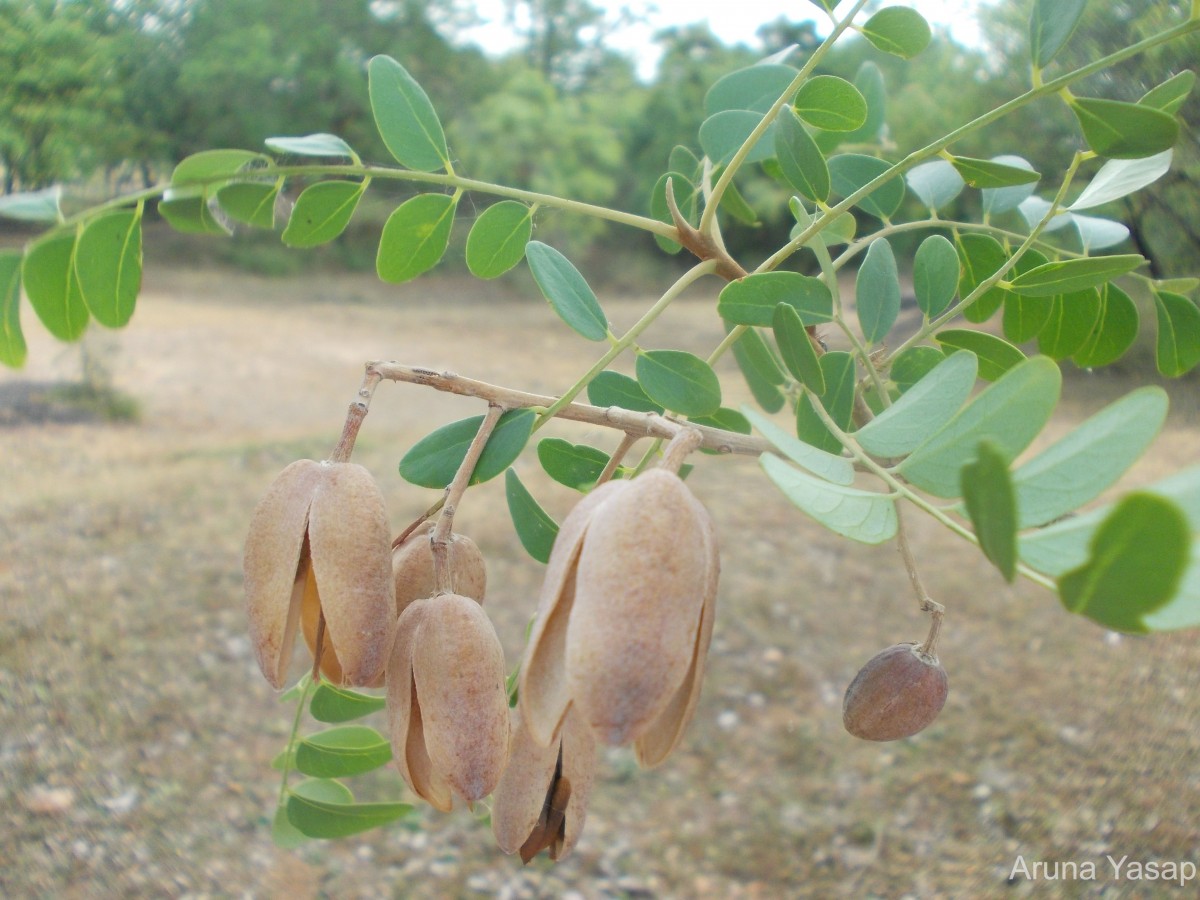 Chloroxylon swietenia DC.