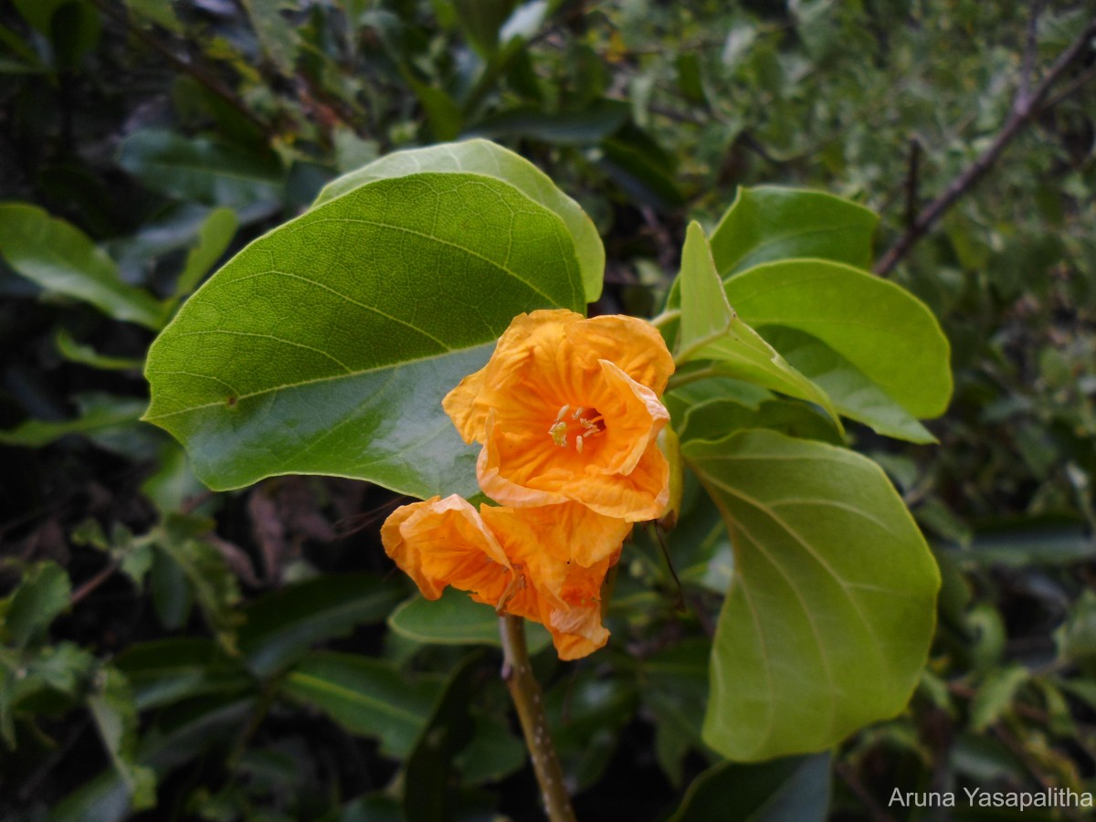 Cordia subcordata Lam.