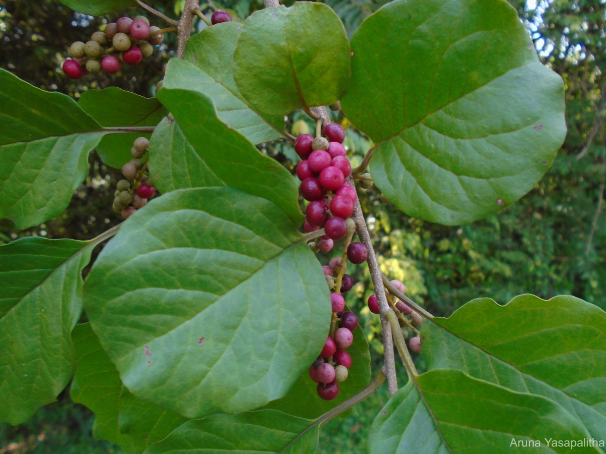 Embelia tsjeriam-cottam (Roem. & Schult.) A.DC.