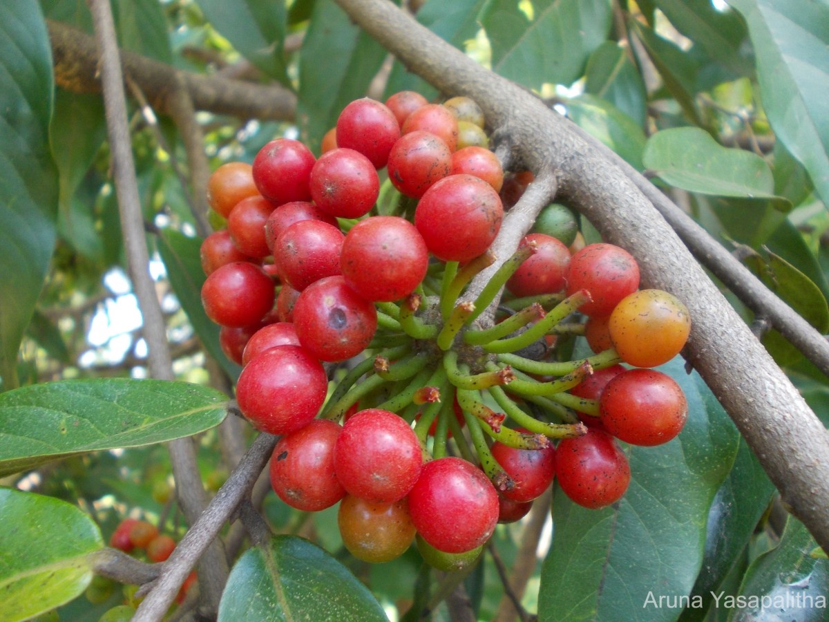 Huberantha cerasoides (Roxb.) Chaowasku
