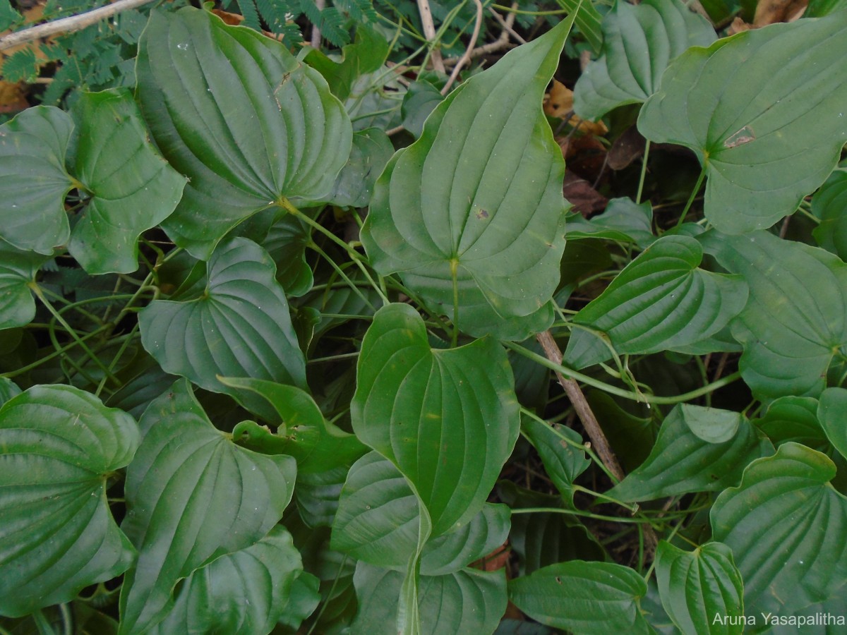 Stemona tuberosa var. minor (Thwaites) C.E.C.Fisch.