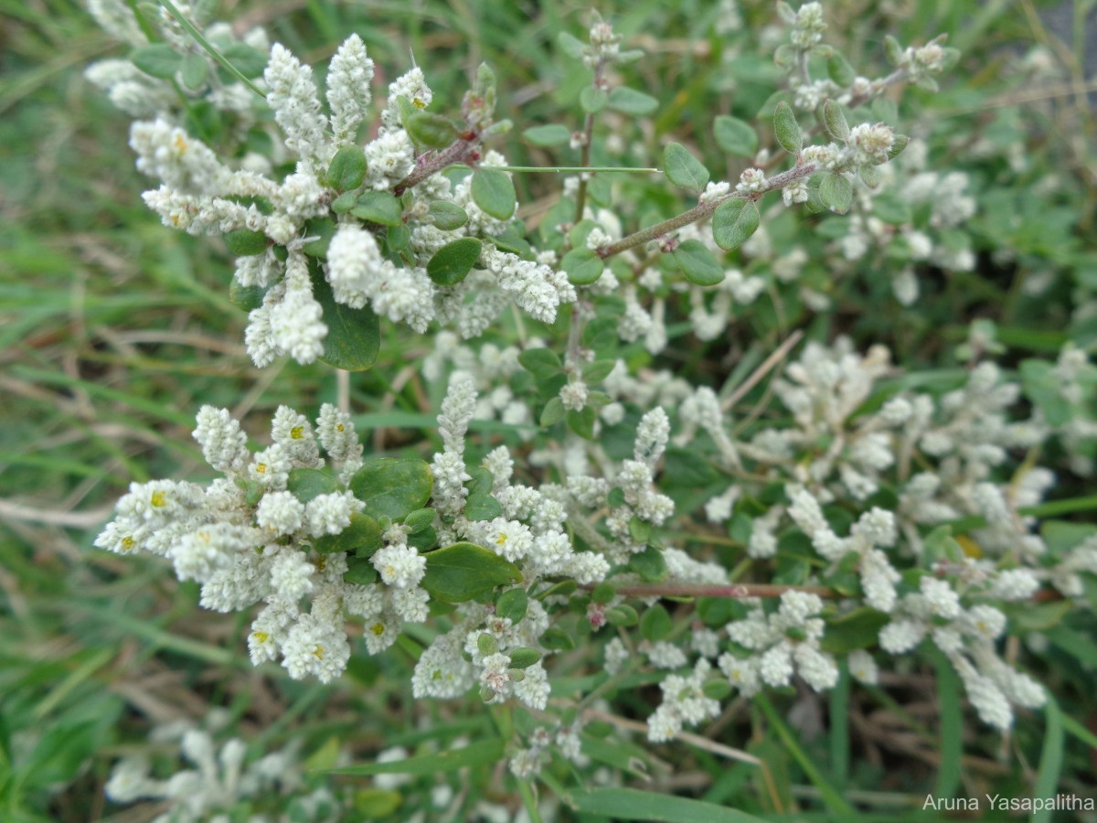 Aerva javanica (Burm.f.) Juss. ex Schult.