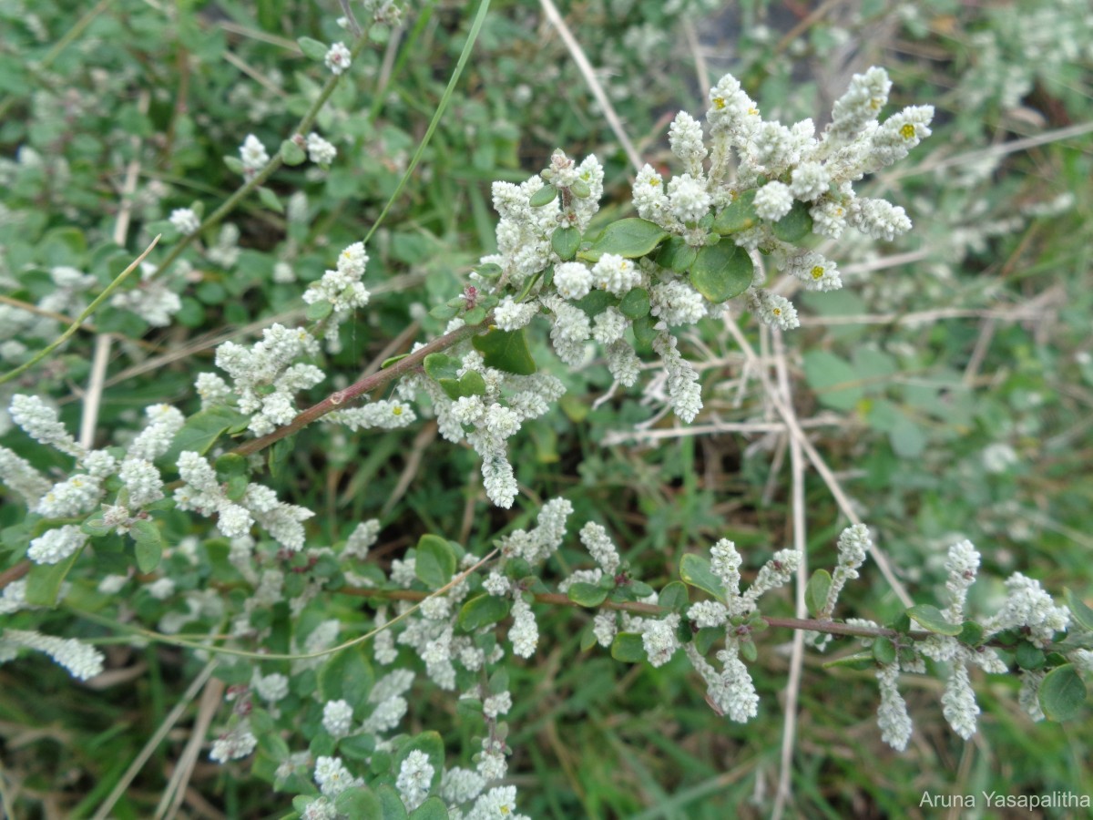 Aerva javanica (Burm.f.) Juss. ex Schult.