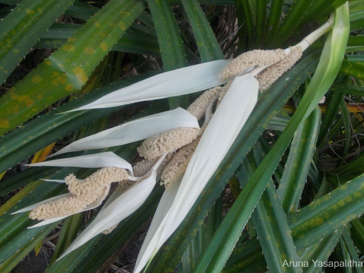 Pandanus kaida Kurz