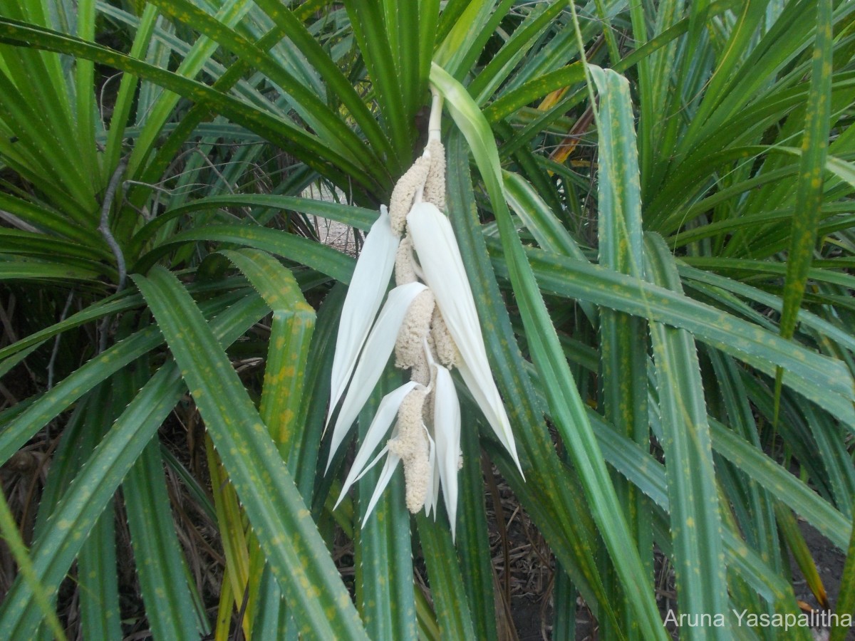 Pandanus kaida Kurz