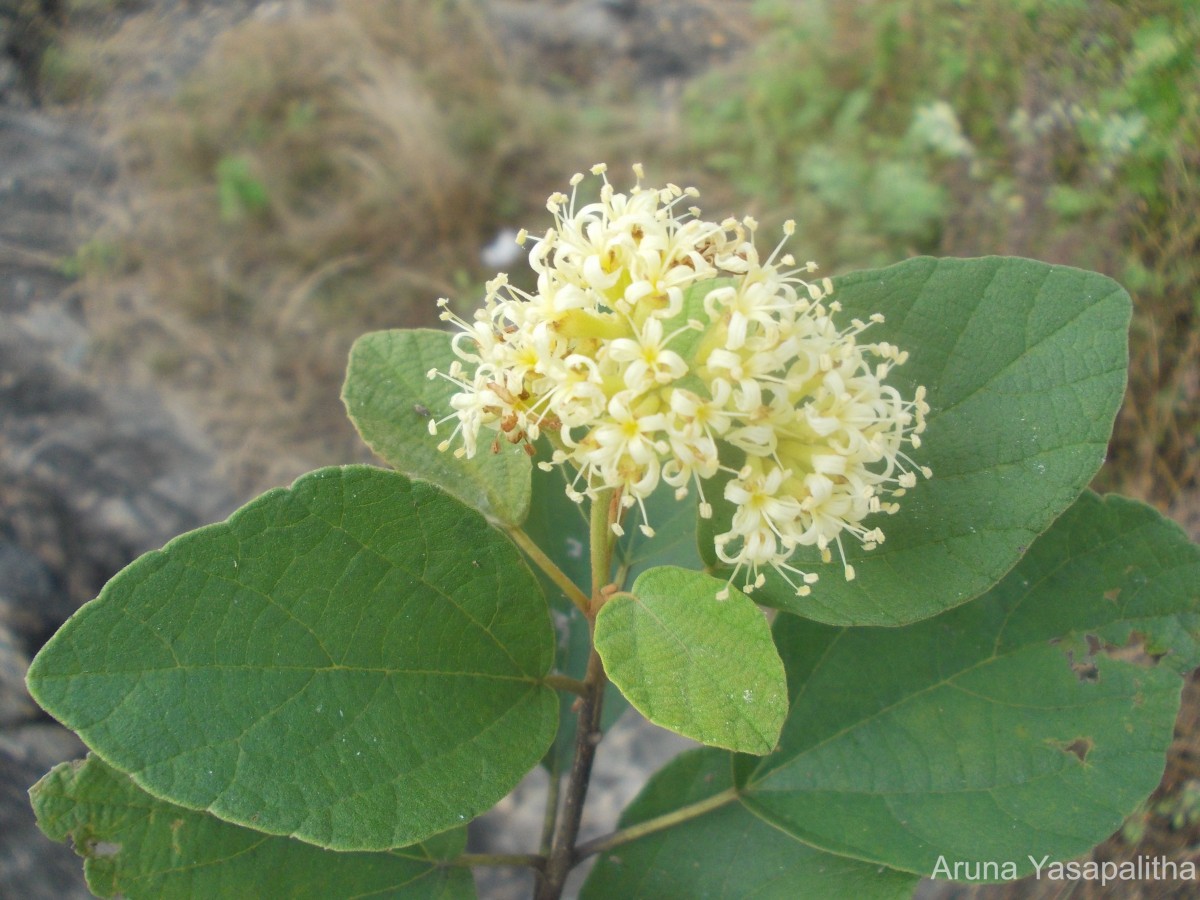 Cordia monoica Roxb.