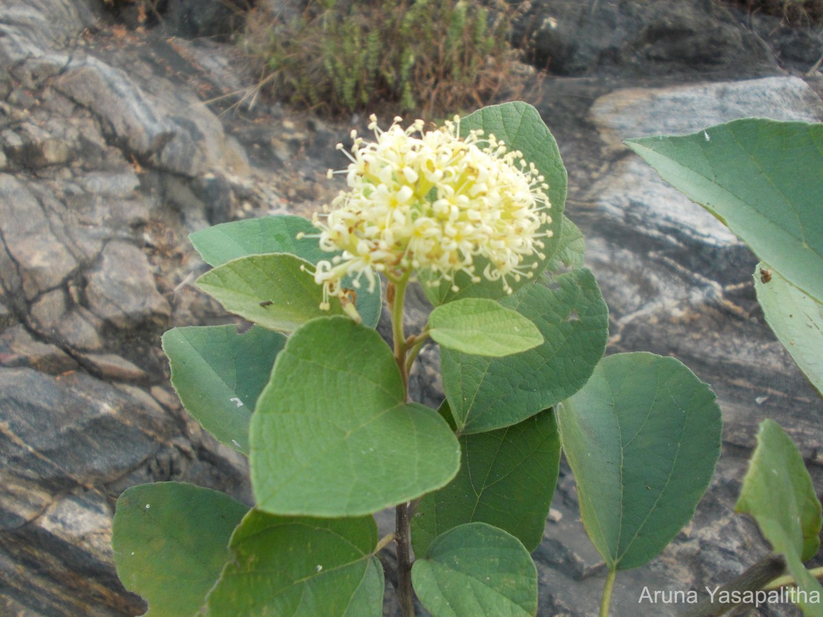 Cordia monoica Roxb.