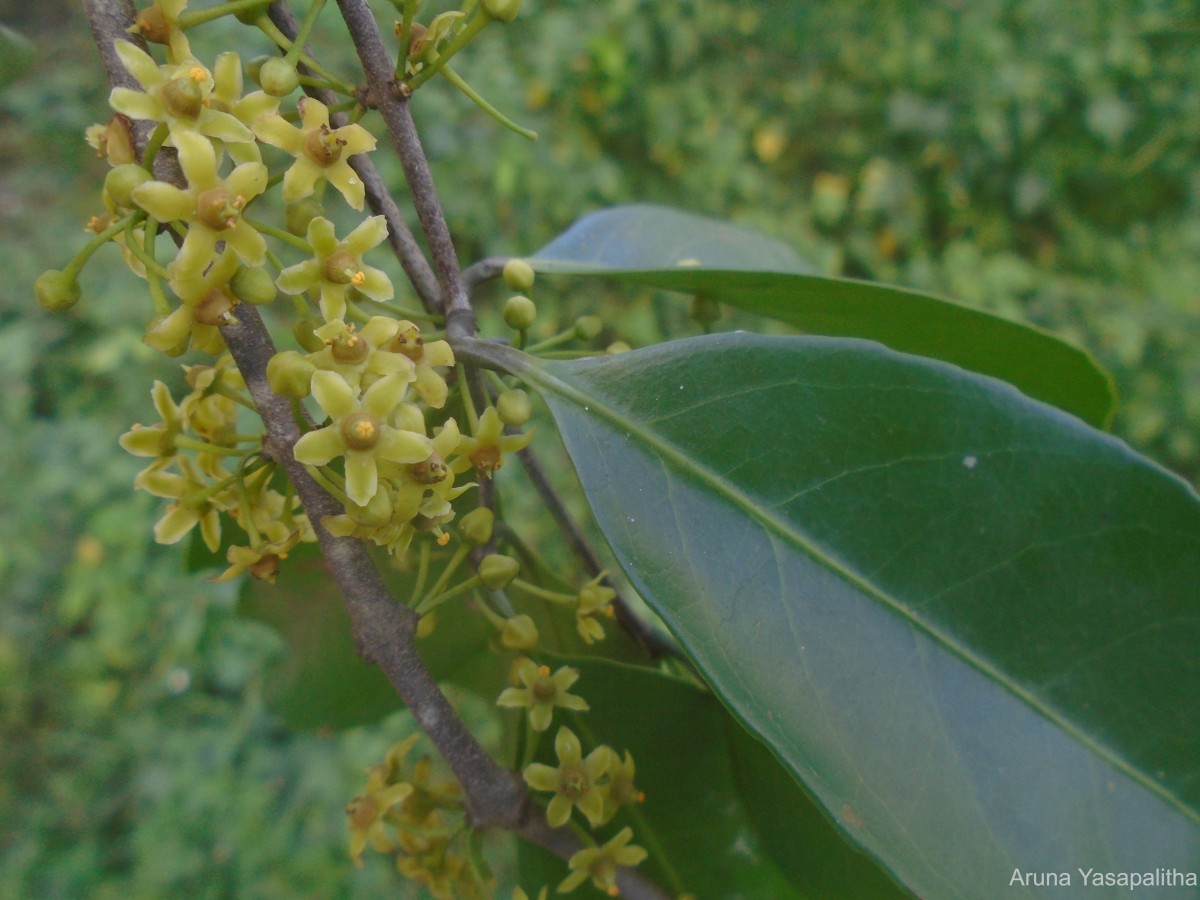 Salacia reticulata Wight