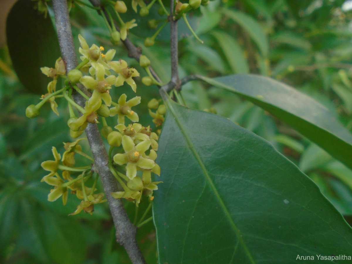 Salacia reticulata Wight