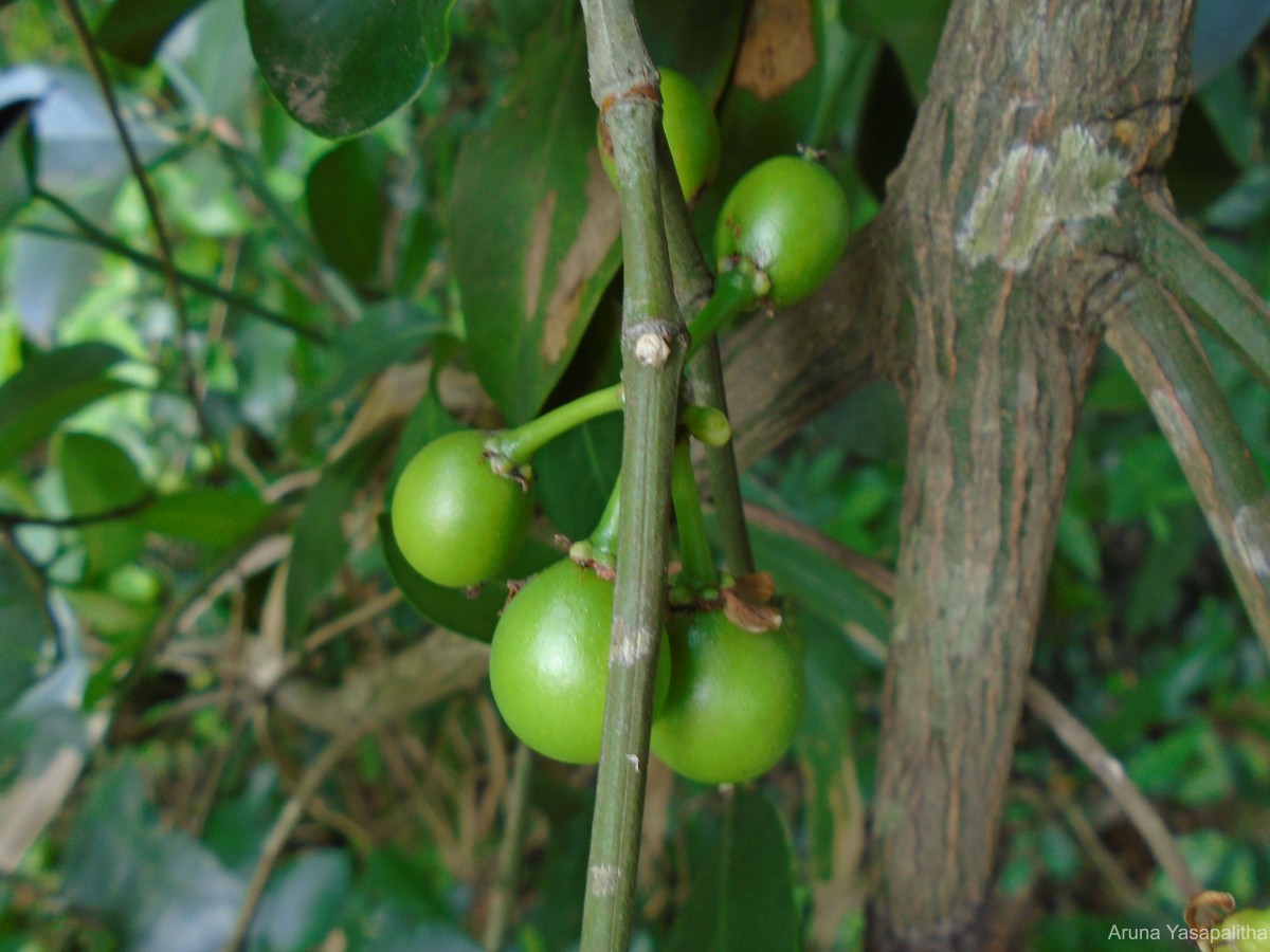 Garcinia spicata (Wight & Arn.) Hook.f.