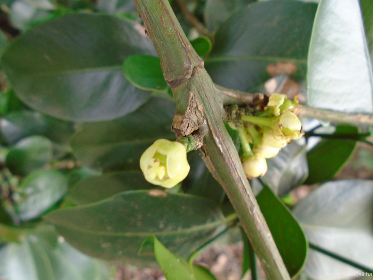 Garcinia spicata (Wight & Arn.) Hook.f.