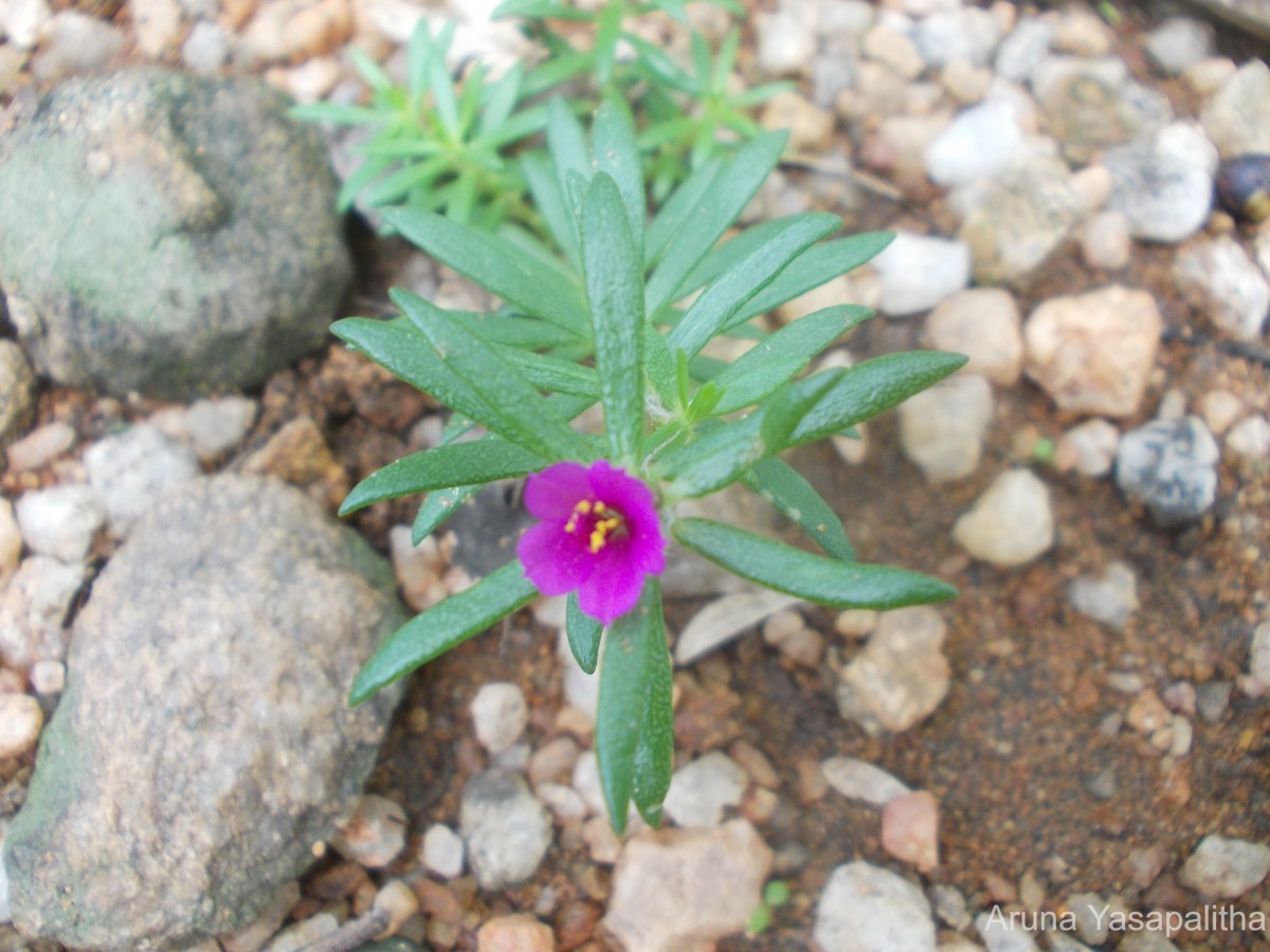 Portulaca pilosa L.