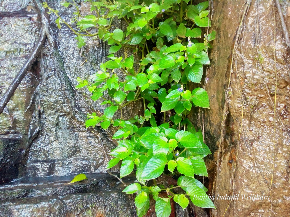 Rhynchoglossum notonianum (Wall.) B.L.Burtt