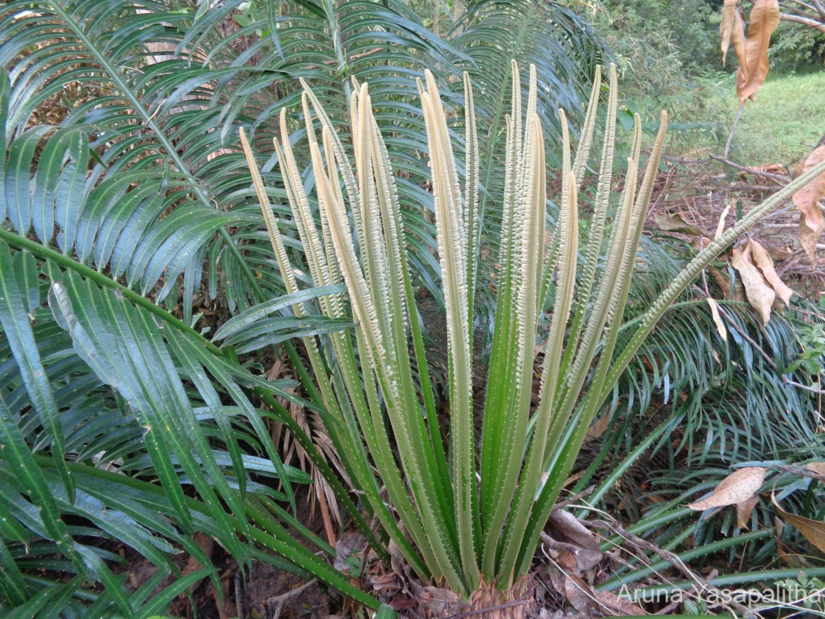 Cycas nathorstii J.Schust.