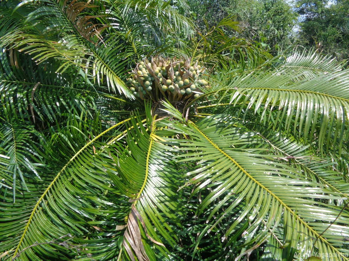 Cycas nathorstii J.Schust.