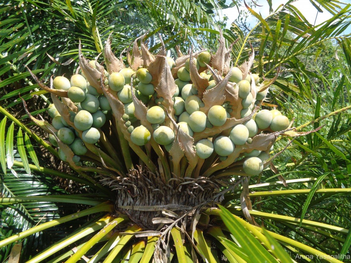 Cycas nathorstii J.Schust.