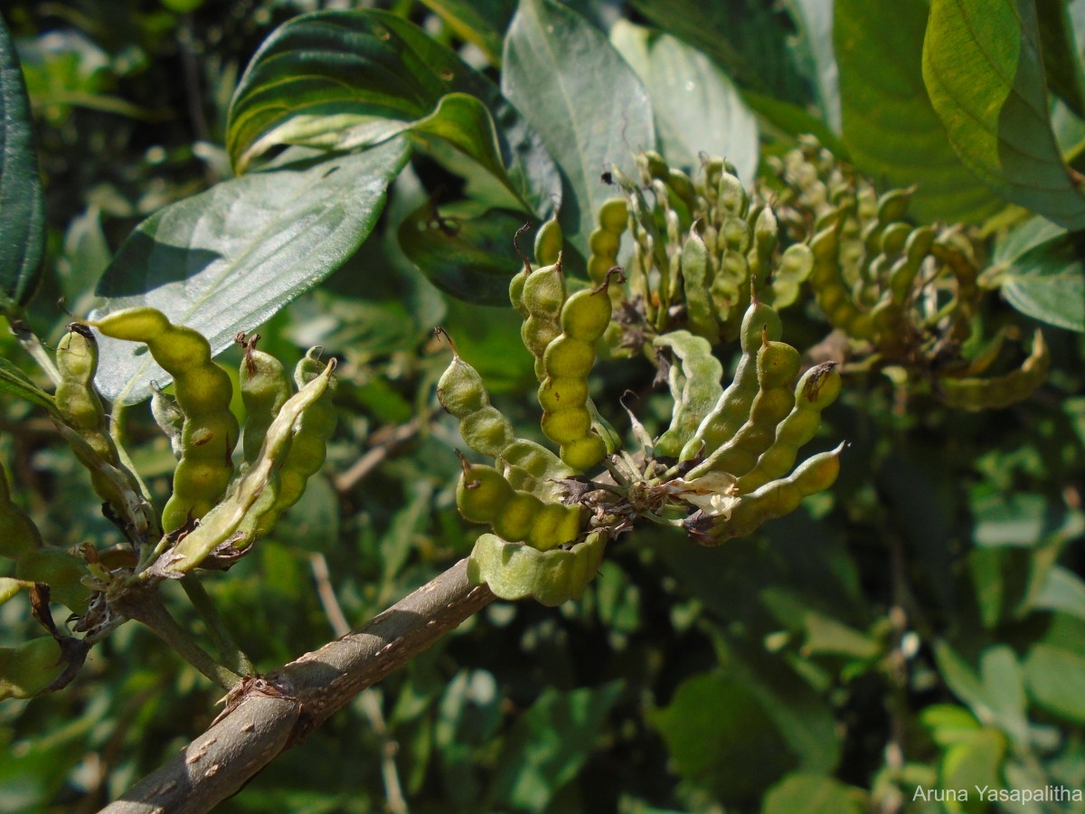 Dendrolobium triangulare (Retz.) Schindl.