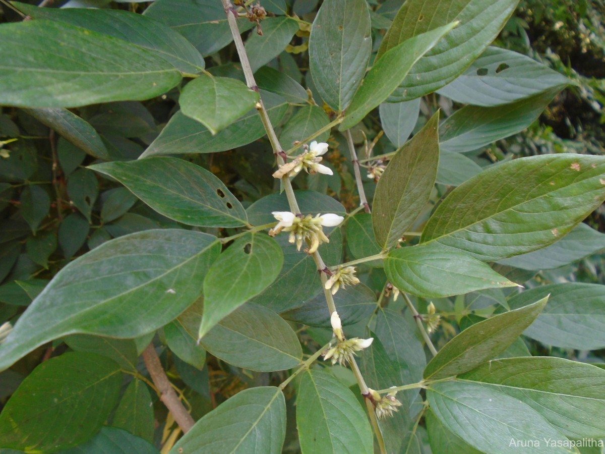 Dendrolobium triangulare (Retz.) Schindl.
