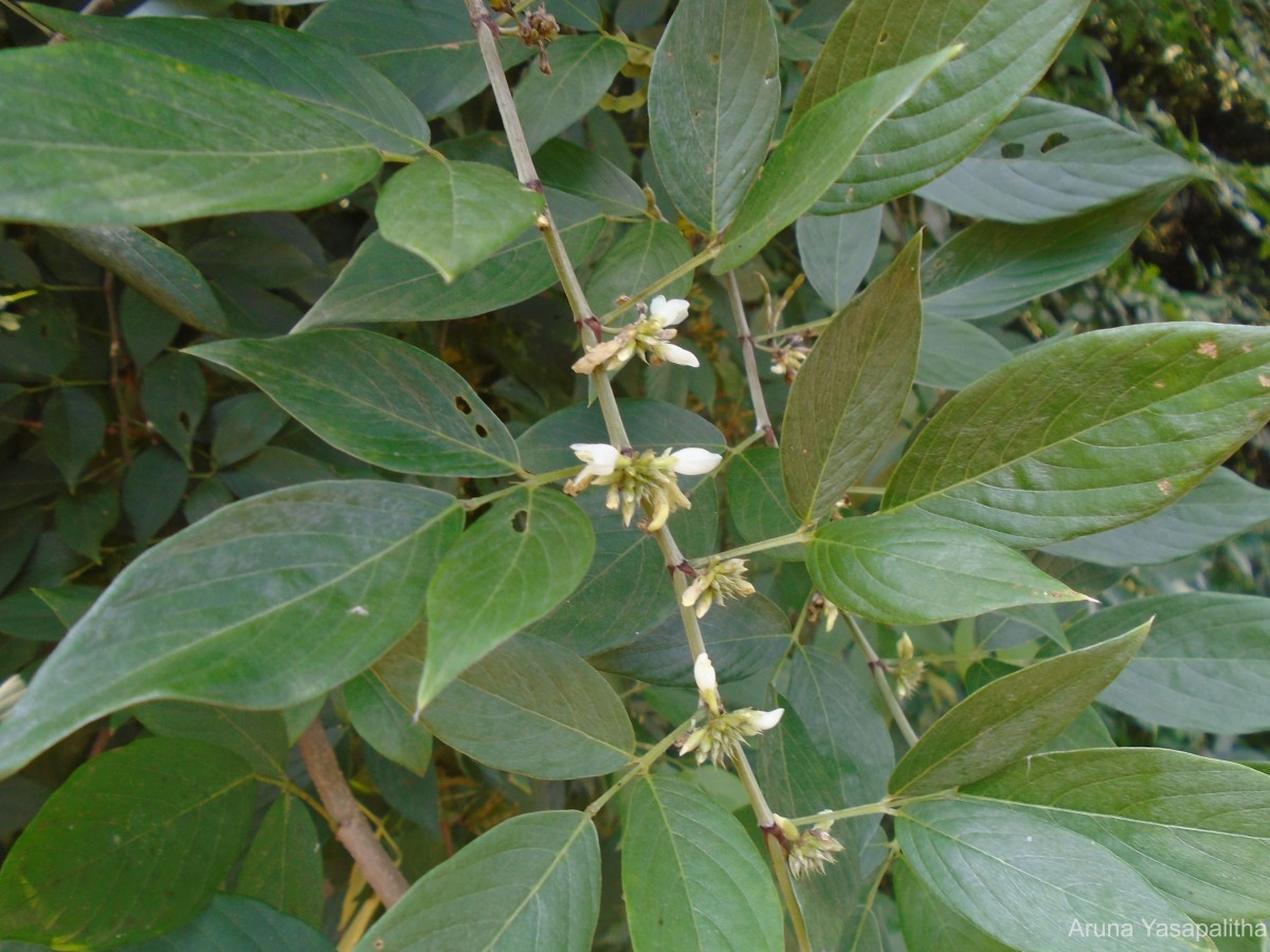 Dendrolobium triangulare (Retz.) Schindl.