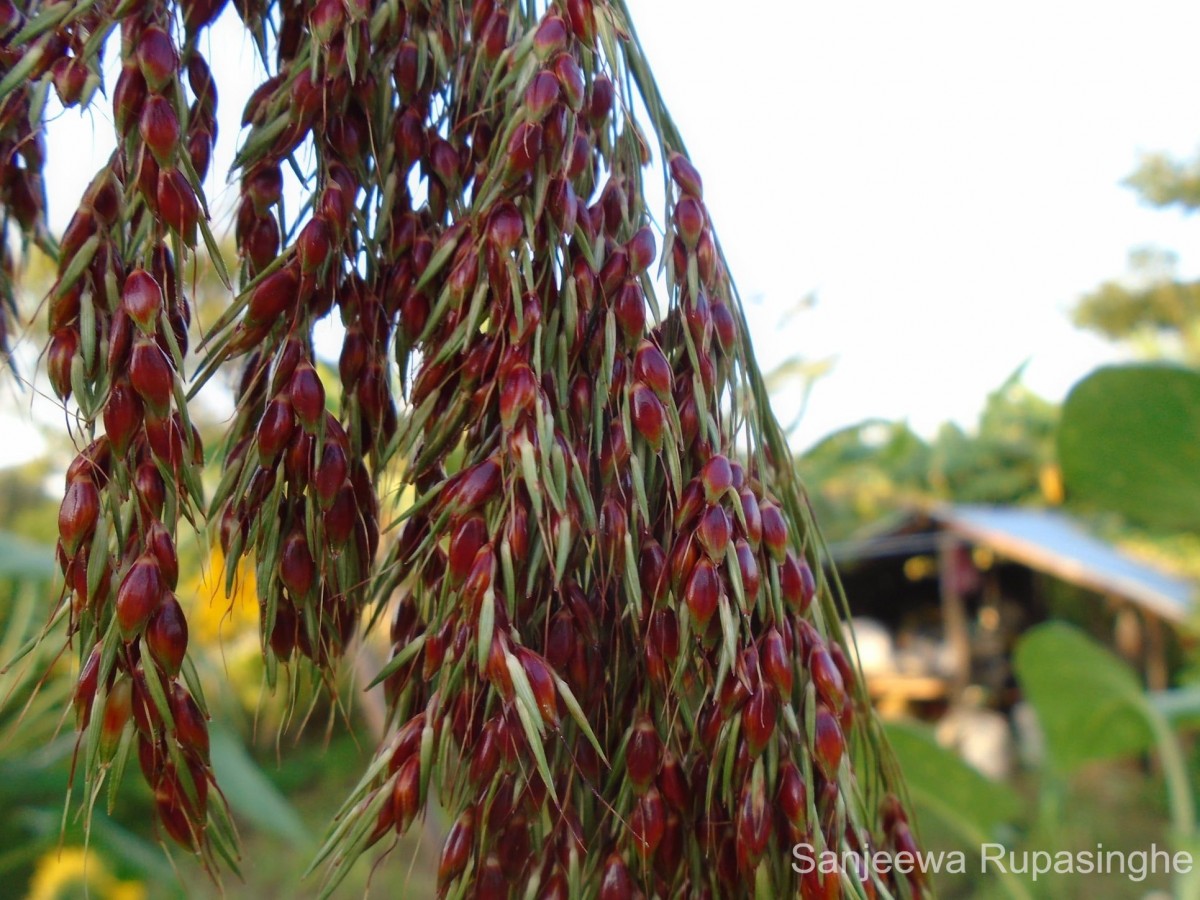 Sorghum bicolor (L.) Moench