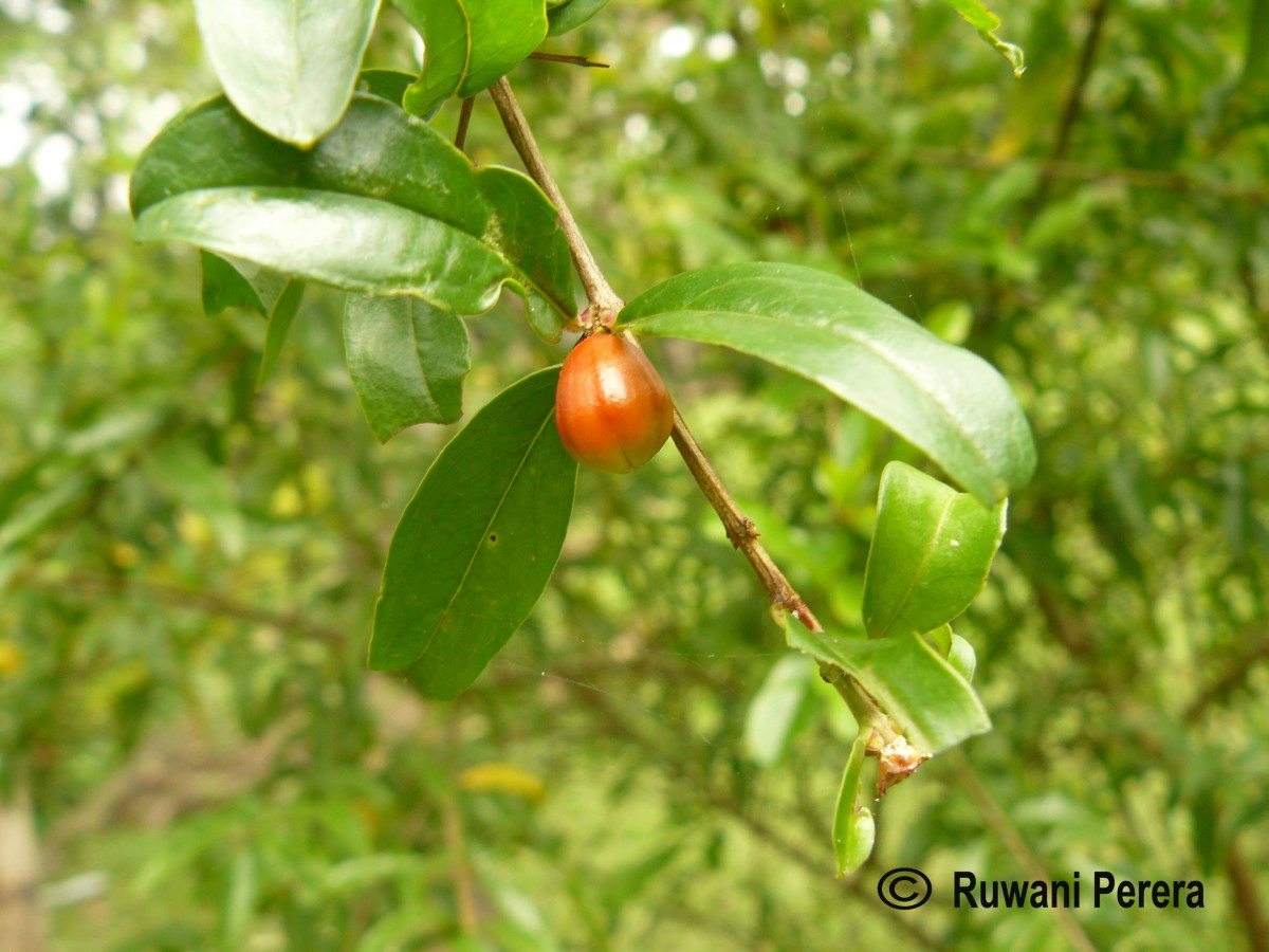 Punica granatum L.