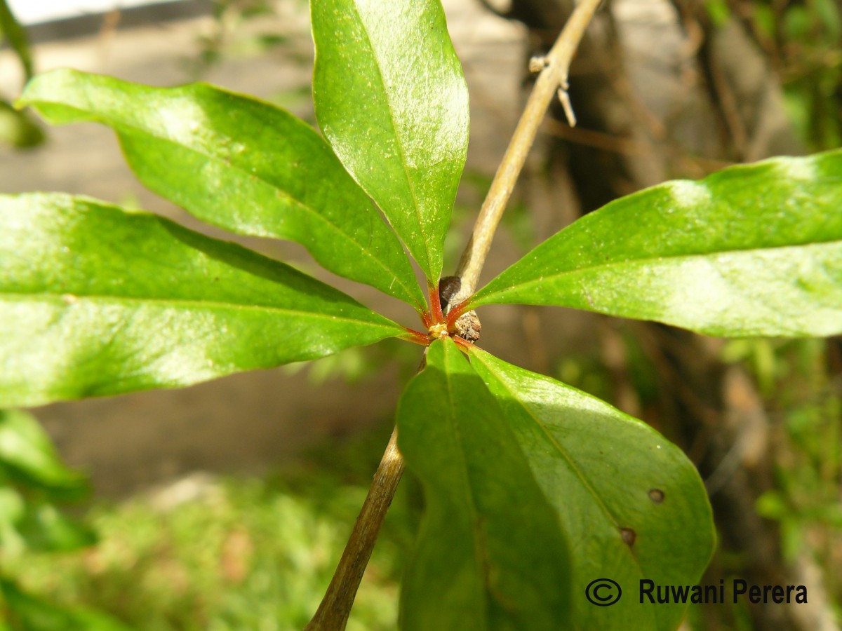 Punica granatum L.