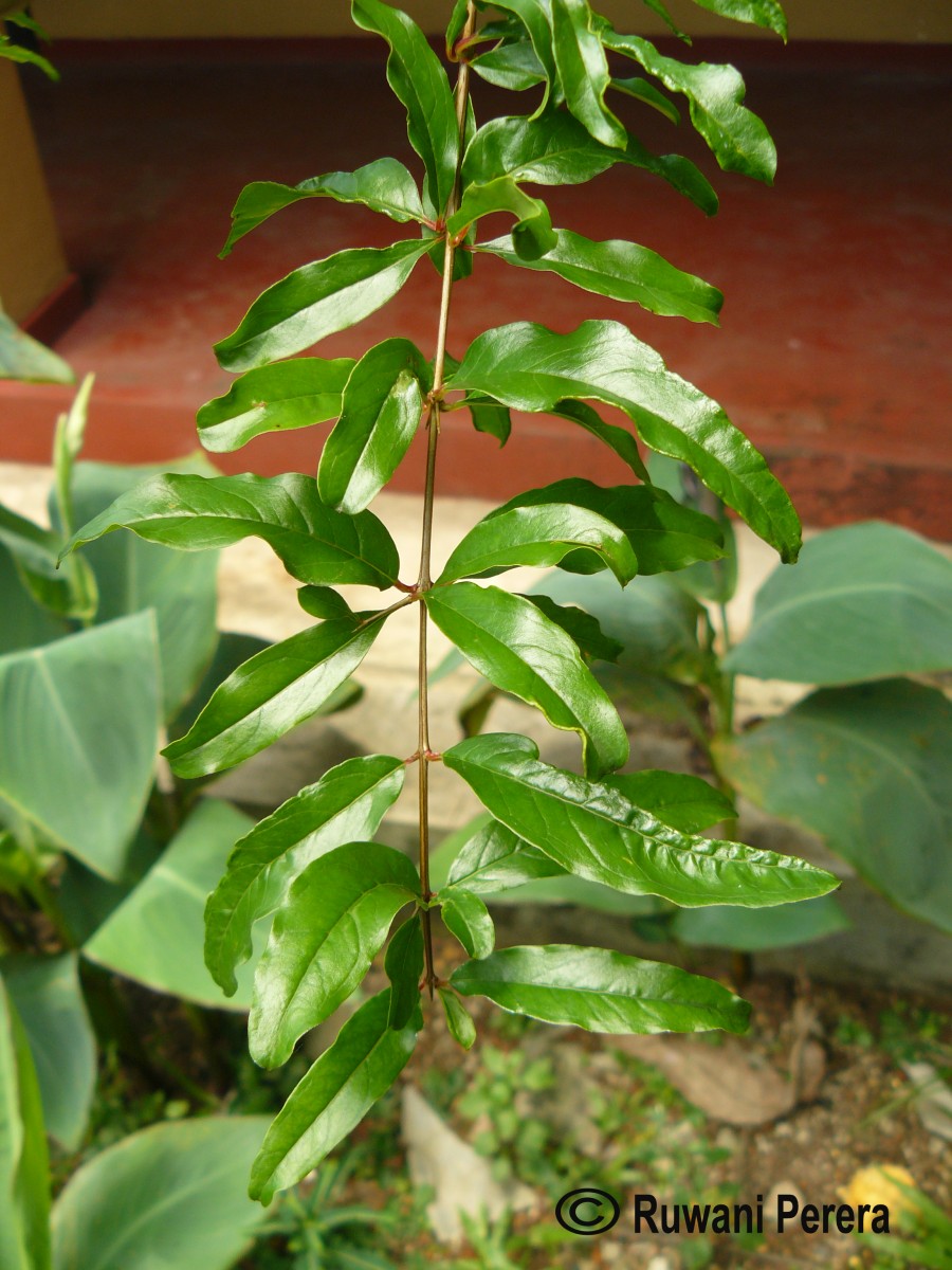 Punica granatum L.