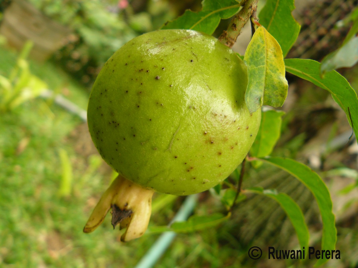 Punica granatum L.