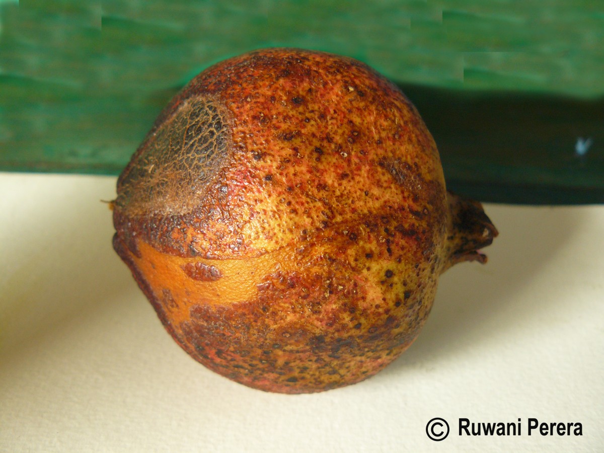 Punica granatum L.