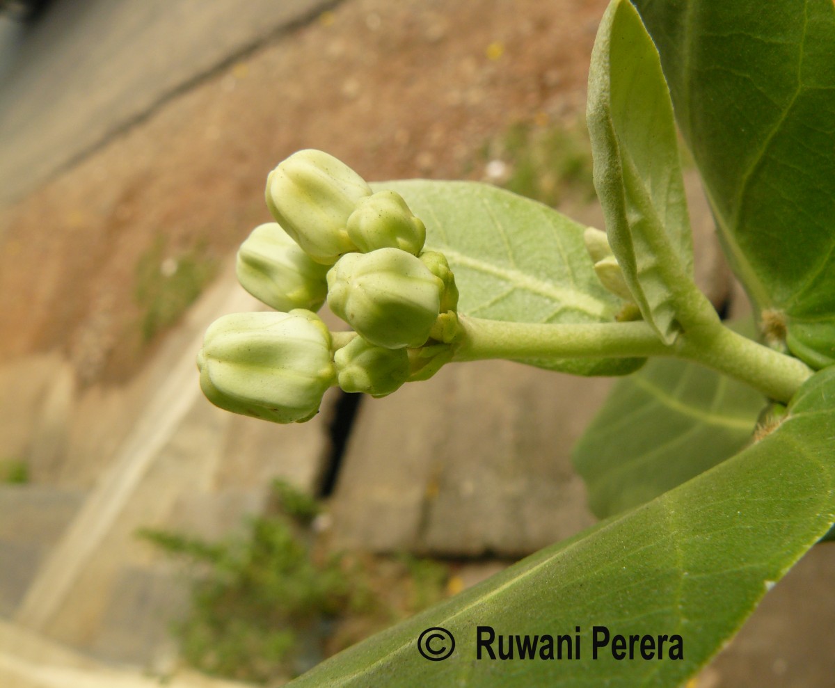 Calotropis gigantea (L.) W.T.Aiton